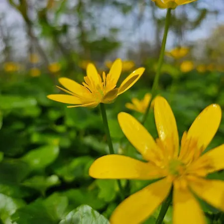 Ferienhaus-hus-stine-an-der-mueritz Rechlin