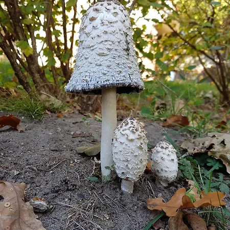 Semesterbostad Ferienhaus-hus-stine-an-der-mueritz